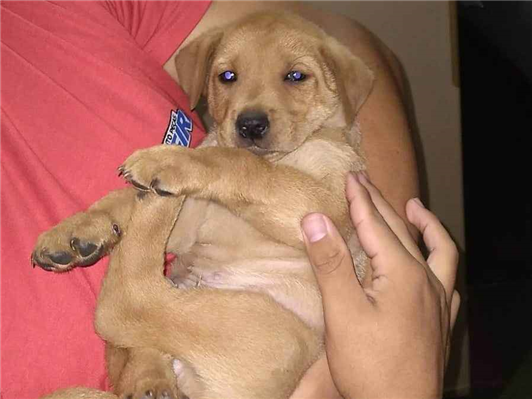 Cachorro cão para adoção Macho Médio  Abaixo de 2 meses 