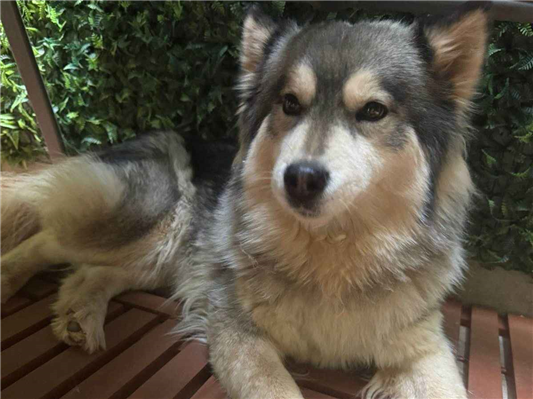 Cachorro cão para adoção Fêmea Grande 4 anos 