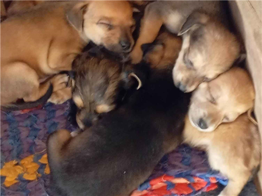 Cachorro cão para adoção Ambos Médio  Abaixo de 2 meses 