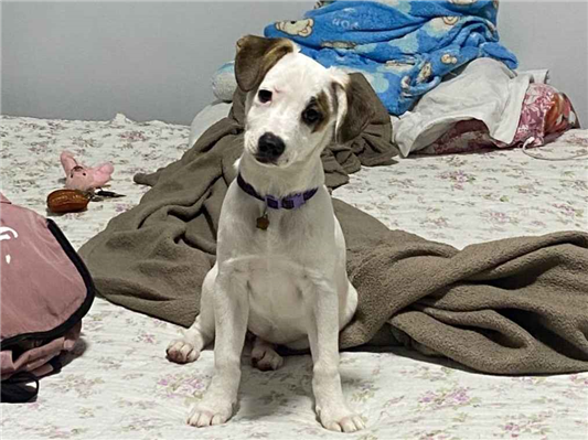 Cachorro cão para adoção Fêmea Médio  7 a 11 meses 