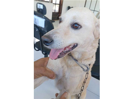 Cachorro cão para adoção Fêmea Médio  5 anos 