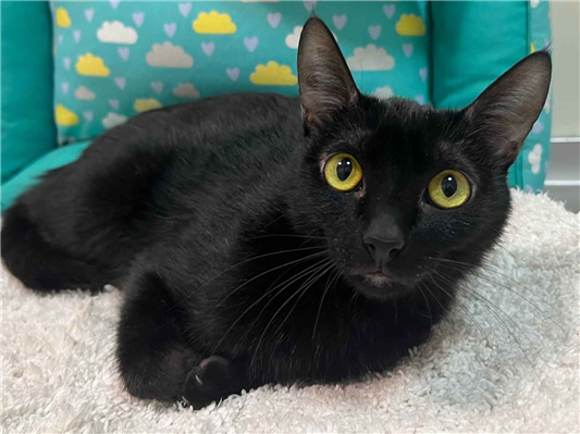 Gato para adoção Macho Pequeno 7 a 11 meses