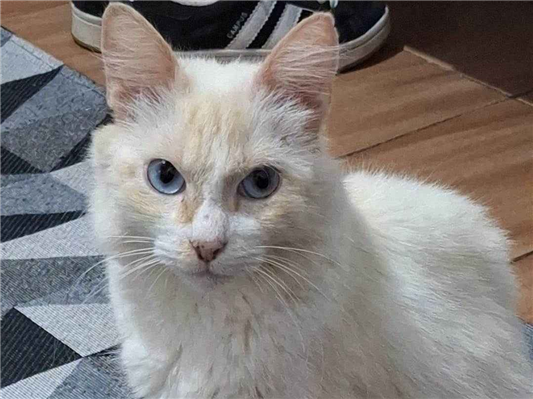 Gato para adoção Fêmea Médio 2 anos