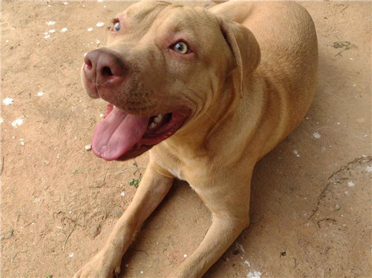 Cachorro cão para adoção Macho Grande 2 anos 