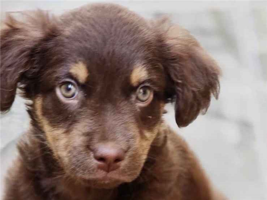 Cachorro cão para adoção Fêmea Pequeno 2 a 6 meses 
