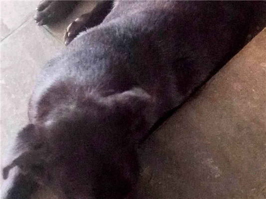 Cachorro cão para adoção Macho Médio  5 anos 