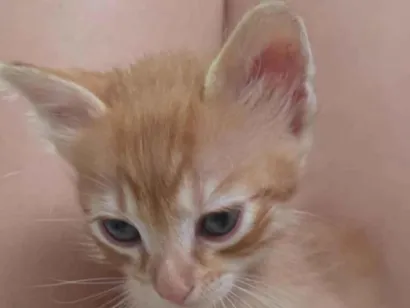 Gato SRD-ViraLata Pequeno Abaixo-de-2-meses