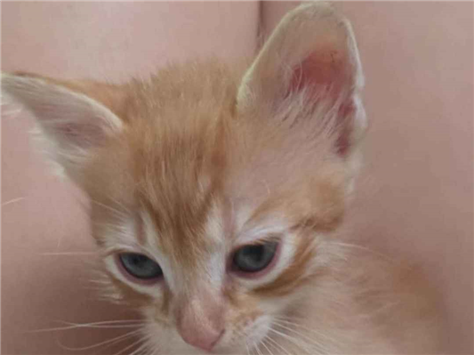 Gato para adoção Macho Pequeno Abaixo de 2 meses