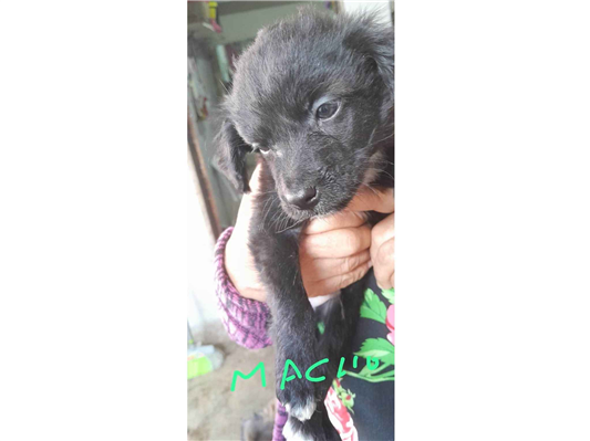 Cachorro cão para adoção Ambos Pequeno 2 a 6 meses 