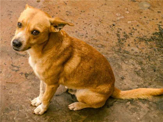 Cachorro cão para adoção Macho Pequeno 4 anos 