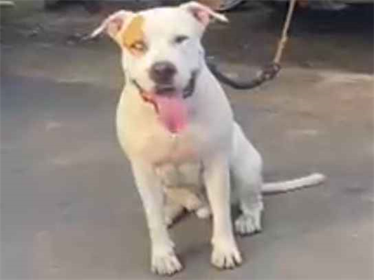 Cachorro cão para adoção Macho Médio  1 ano 