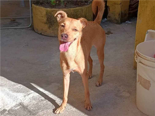 Cachorro cão para adoção Fêmea Médio  4 anos 