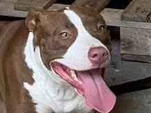 Cachorro cão para adoção Macho Grande 1 ano 