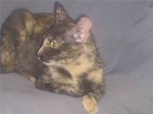 Gato para adoção Ambos Médio 2 a 6 meses