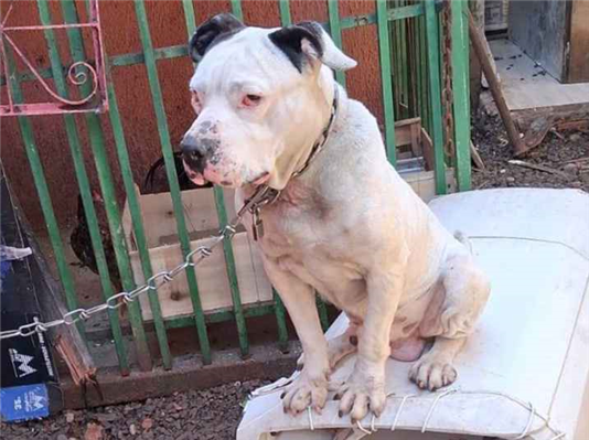Cachorro cão para adoção Macho Grande 6 anos Acima 