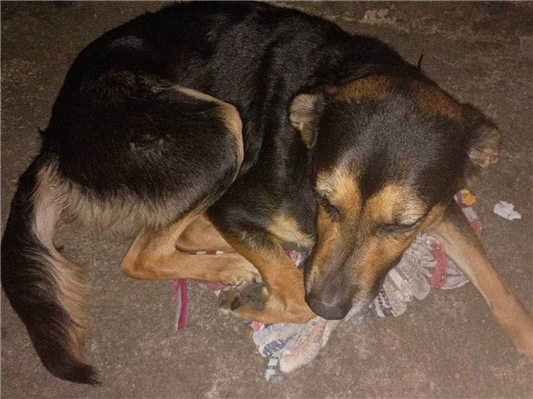 Cachorro cão para adoção Macho Médio  3 anos 