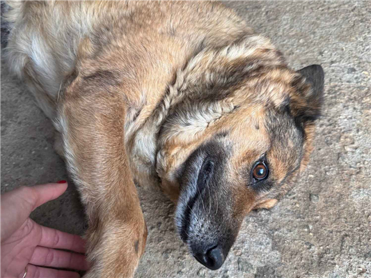 Cachorro cão para adoção Fêmea Médio  6 anos Acima 