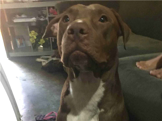Cachorro cão para adoção Macho Grande 6 anos Acima 