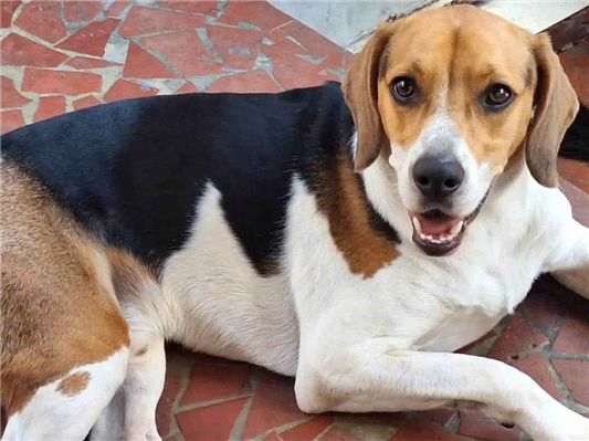 Cachorro cão para adoção Macho Médio  3 anos 