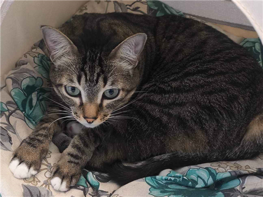 Gato para adoção Fêmea Médio 5 anos