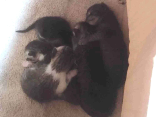 Gato para adoção Ambos Pequeno 2 a 6 meses