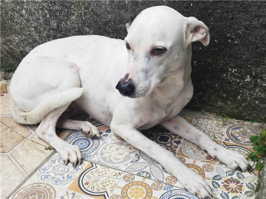 Cachorro cão para adoção Fêmea Médio  5 anos 