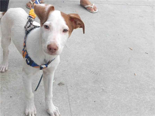 Cao - Macho Médio2 a 6 meses
