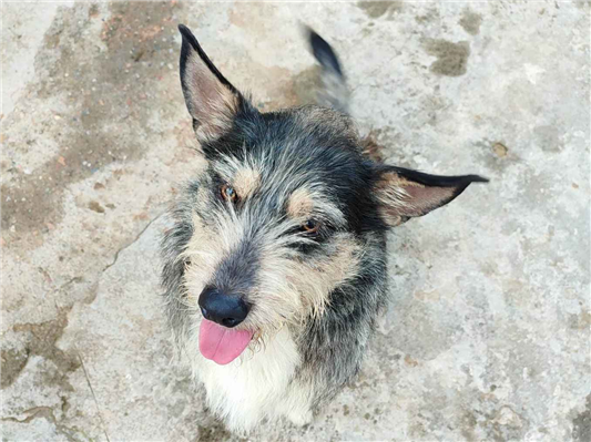 Cachorro cão para adoção Macho Pequeno 7 a 11 meses 