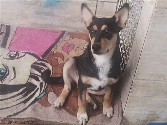 Cachorro cão para adoção Fêmea Médio  7 a 11 meses 