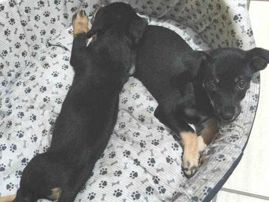 Cachorro cão para adoção Ambos Médio  2 a 6 meses 