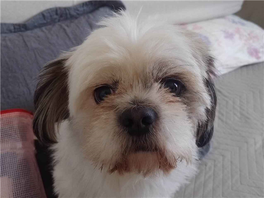 Cachorro cão para adoção Macho Pequeno 4 anos 