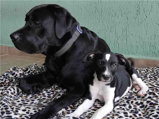 Cachorro cão para adoção Macho Médio  1 ano 