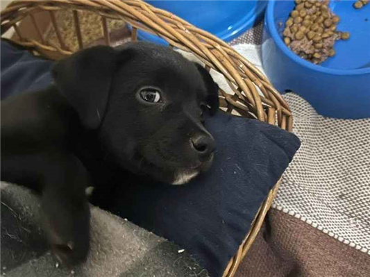 Cachorro cão para adoção Macho Médio  2 a 6 meses 