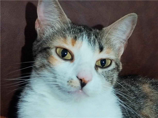 Gato para adoção Fêmea Pequeno 2 anos