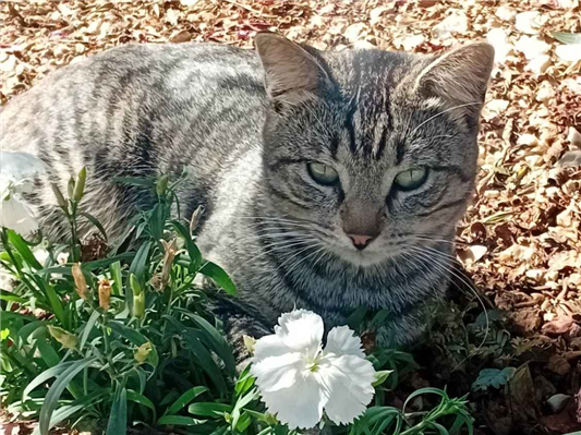 Gato para adoção Macho Médio 2 a 6 meses