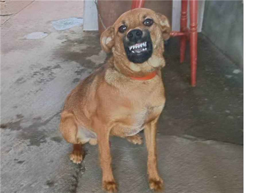 Cachorro cão para adoção Macho Médio  7 a 11 meses 
