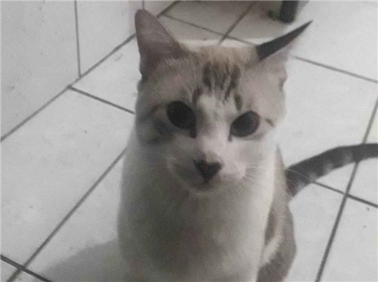 Gato para adoção Macho Médio 1 ano