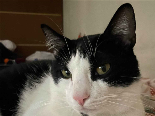 Gato para adoção Macho Pequeno 2 a 6 meses