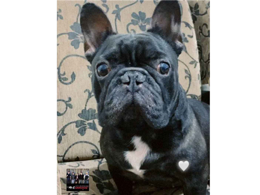 Cachorro cão para adoção Macho Pequeno 4 anos 