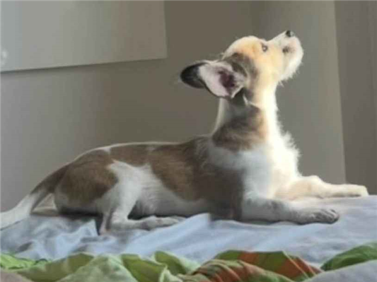 Cachorro cão para adoção Fêmea Médio  7 a 11 meses 