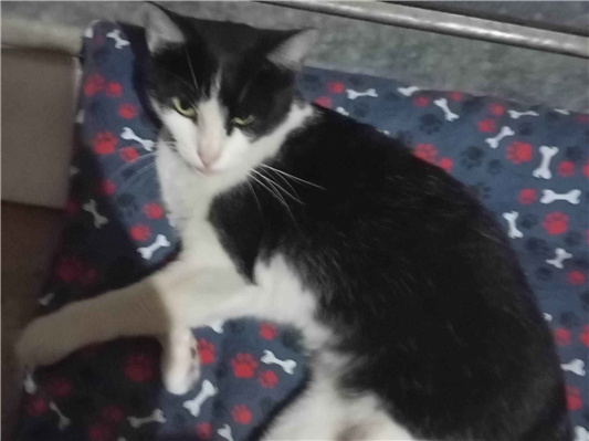 Gato para adoção Fêmea Pequeno 1 ano
