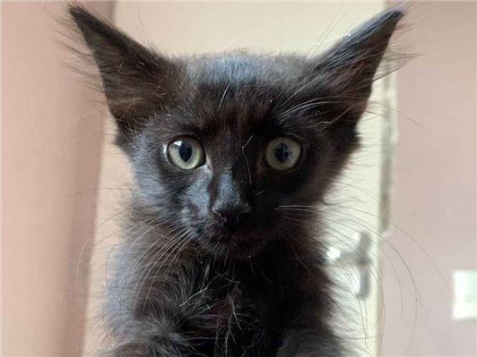 Gato para adoção Macho Pequeno 2 a 6 meses