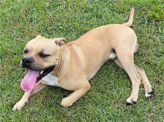 Cachorro cão para adoção Macho Médio  7 a 11 meses 