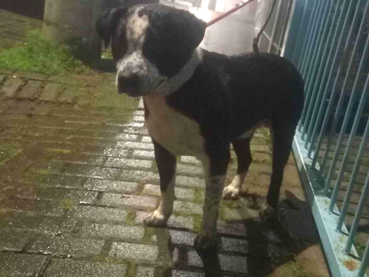 Cachorro cão para adoção Macho Grande 2 anos 