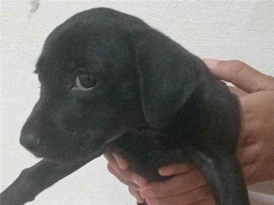 Cachorro cão para adoção Fêmea Pequeno 2 a 6 meses 