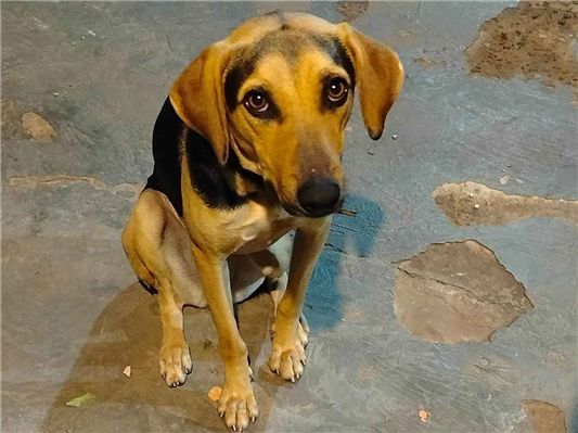 Cachorro cão para adoção Fêmea Médio  1 ano 