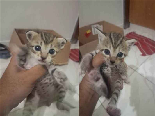 Gato para adoção Ambos Pequeno Abaixo de 2 meses