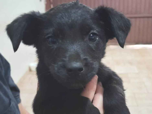 Cachorro cão para adoção Ambos Médio  Abaixo de 2 meses 