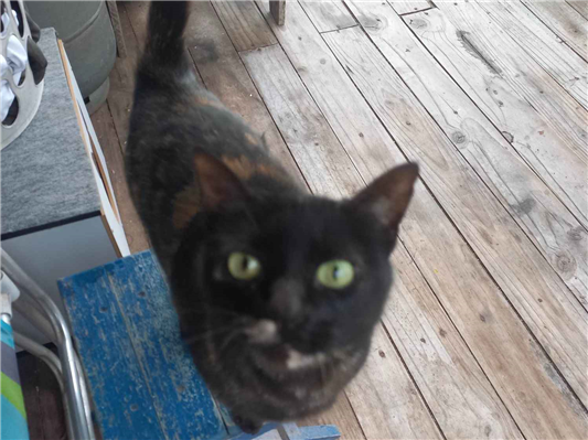 Gato para adoção Fêmea Médio 3 anos