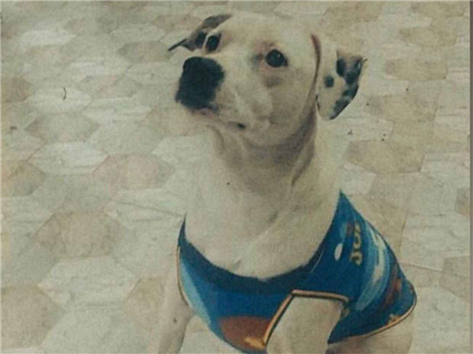 Cachorro cão para adoção Macho Médio  5 anos 